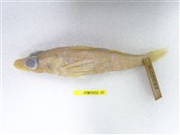 藏品(短鯒)的圖片